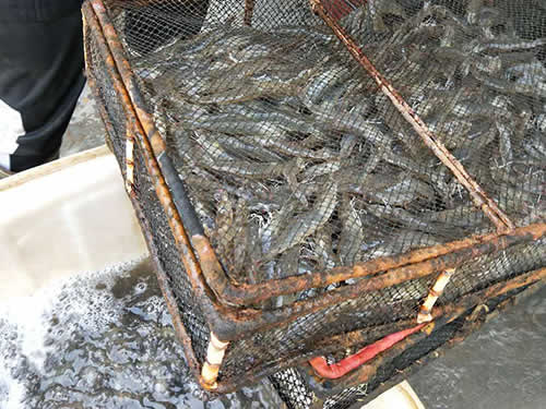 捕蝦現(xiàn)場12